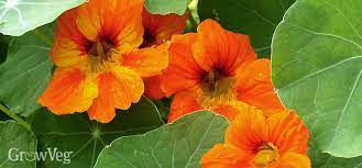 Fast growing flowers from seed australia. 10 Quick Blooming Flowers To Grow From Seed