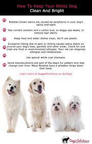 How To Keep Your White Dog S Fur Clean And Bright At Doggie Solutions Online Pet Store White Dogs Dog Fur Dog Bearding