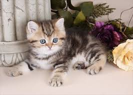 The mau is intelligent, loyal…. Exotic Shorthair Persian Kittens The Lazy Man S Persianpersian Himalayan Kittens For Sale In A Rainbow Of Colors In Business For 32 Years