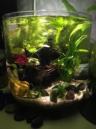 Betta Need 2 5 Gallons A Place To Hide Temperatures Of 72 80 Degrees Fahrenheit And A Filter This Doesn T Provide Any Betta Aquarium Fish Ponds Betta Fish