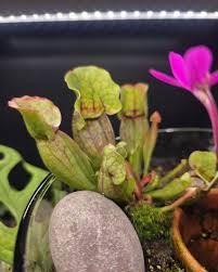 Image result for Sabicea venosa