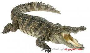 Maybe you would like to learn more about one of these? Mimpi Buaya Menurut Erek Erek 4d 3d 2d Arti Mimpi
