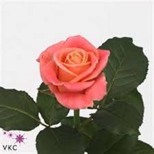 Plants and flowers wholesale in united kingdom. Rose Miss Piggy Wholesale Flowers Online Wedding Flowers Flowers