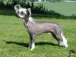 Don't miss what's happening in your neighborhood. Chinese Crested Dogs And Puppies For Sale In The Uk