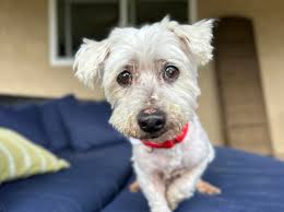 Frosted Faces 60 — Frosted Faces Foundation