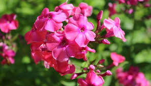 We use them to beautify our worlds and lives. Phlox Flower Meaning And Symbolism