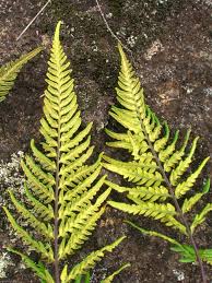 Image result for Pityrogramma aurantiaca