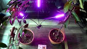 No problem….grow citrus in containers! Geeko Sun Led Grow Light With Lemon And Lime Trees Youtube