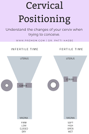 What causes low cervix during pregnancy? Cervical Position And Ferning Translating Your Physical Symptoms Into Your Fertile Window Cervical Position Cervical Cervical Mucus Chart