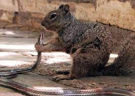 Examples of the prey are snails, capybara, armadillos, deer, peccaries, birds, tapir, squirrels, monkeys, sloths, rodents, and frogs. Nothing To See Here Just A Squirrel Eating A Snake Predator Vs Prey Earth Touch News