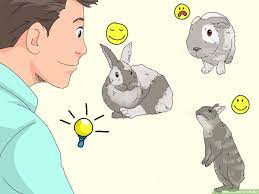 How To Care For A Rabbit With Pictures Wikihow
