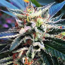 Weed killer & garden pest control. 320x480px Free Download Hd Wallpaper 420 Cannabis Marijuana Weed Wallpaper Flare