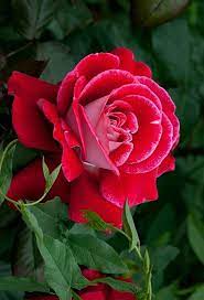Flower Photography Sharechat Beautiful Rose Flowers Flowers Beautiful Flowers