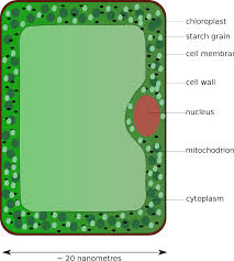 We did not find results for: File Plantcell Svg Wikimedia Commons