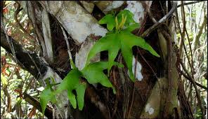 Image result for Ophioglossum gomezianum