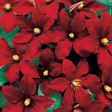 Clematis vines are also vigorous growers, able to quickly cover horizontal or vertical spaces with multitudes of branches and beautiful blooms. Clematis Niobe Wayside Gardens
