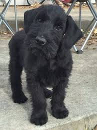 Black And Silver Giant Schnauzer Puppies For Sale Giant Schnauzer Puppies Schnauzer Puppy Dogs Giant Schnauzer