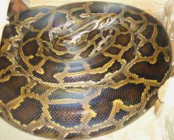 Burmese Python Wikipedia