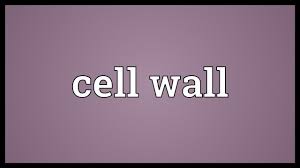 What landscape means in marathi, landscape meaning in marathi, landscape definition, examples and pronunciation of landscape in marathi language. Cell Wall Meaning Youtube