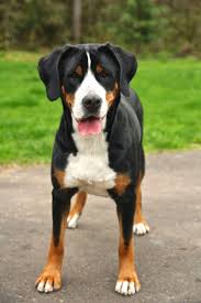 It was one of the most popular breeds in the swiss alps between the 18th to early 19th century. Our Family Behind The Scenes Swiss Mountain Dogs Great Swiss Mountain Dog Large Dog Breeds