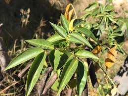 Image result for Hermannia eenii