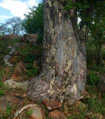 Image result for Sterculia rogersii