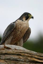 pin on birds