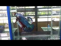 433 x 360 jpeg 40 кб. Biggest Betta Fish In The World Youtube