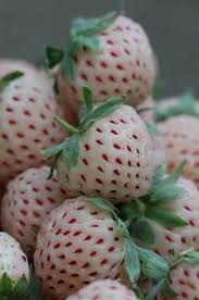 Trying A Pineberry Is Officially On My Bucket List A White Strawberry With Red Seeds That Tastes Like A Pin White Strawberry Strawberry Pineapple Strawberry