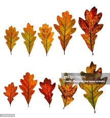 Image result for white oak leaf