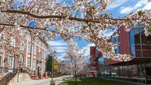 Adelphi university is a private university in garden city, new york. Office Of University Admissions Adelphi University
