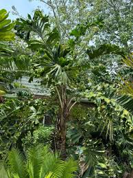 Image result for Aiphanes horrida