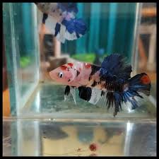 Jutaan iklan cupang terbaru ditayangkan setiap harinya di olx murah dengan harga terbaik. Jual Jual Ikan Baby Cupang Giant Plakat Koi Galaxy 12 Hiasan Akuarium Di Lapak Lengkap Store Bukalapak