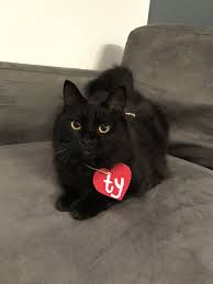Pin On Beautiful Companions Furbabies And Animals