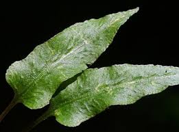 Image result for Asplenium goetzei