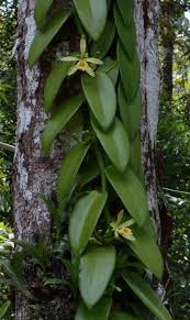 Image result for Vanilla polylepis