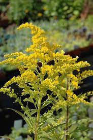 Golden Baby Goldenrod Solidago Canadensis Golden Baby At Dutch Growers Garden Centre Goldenrod Flower Trees To Plant Garden Center
