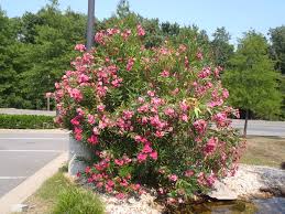 Check spelling or type a new query. Nerium Oleander Kaner Oleander Rosebay Rose Bay Rose Bay Rose Laurel North Carolina Extension Gardener Plant Toolbox