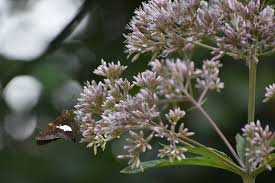 Image result for Thesium pygmaeum