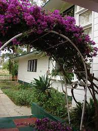Hanging out in my bougainvillea trellis. The Bougainvillea Will Give A Lot Of Shade Bougainvillea Trellis Arch Trellis Trellis Bougainvillea