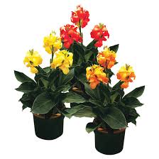 We did not find results for: Inline Nurseries Assorted Canna Lily 3 Gallon Pot 40180433 Rona