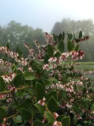 Image result for Teedia lucida