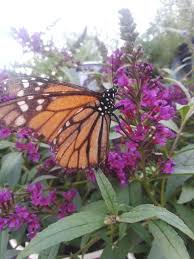 Florida blue flower bush florida buttercup flower sarasota fl florist beneva naples florida best florist florida florist certification florida flower catalogs florida flower coloring page florida flower canberra florida flower company florida state florist convention florida cut flower industry florida columbine. Butterfly Bush Purple Florida Nursery Mart
