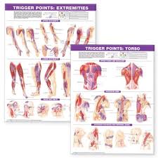 trigger point chart set torso extremities paper