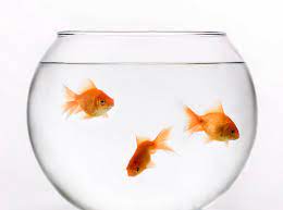 Totally Normal Activities That Are Illegal In Certain Places Goldfish Goldfish Bowl Feng Shui