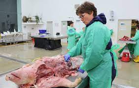 To some, it's an examination of a corpse in order to determine the correct cause of death. Farm Animal Post Mortems