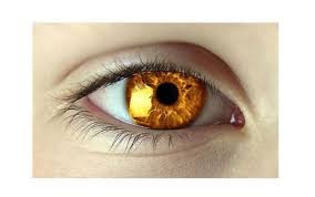 Golden Coloured Eyes A Dark Molten Gold Colour Beautiful Eyes Color Golden Eyes Aesthetic Eyes