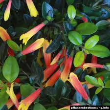 Image result for Justicia striata