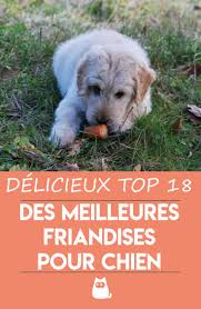 Epingle Sur Chiens Droles Et Chiots Mignons