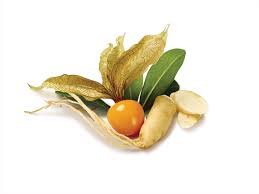 Hence, this product can be taken in such a patient. Ashwagandha Aging Brain Mental Health Sleep Stress Anxiety Botanica